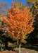 Ruby Vase Persian Parrotia with fiery yellow-orange to red fall color.