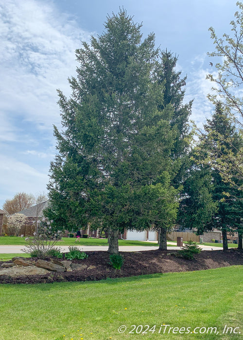 Norway Spruce planted in a berm along the side of a house for privacy from the road.