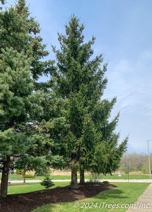 Norway Spruce planted in a berm along the side of a house for privacy from the road.