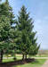 Norway Spruce planted in a berm along the side of a house for privacy from the road.