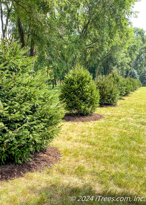 A row of newly planted Norway Spruce in the backyard of a home for privacy and screening, and for a windbreak. Green grass and other trees are in the background. 