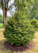 A newly planted Norway Spruce with a strong pyramidal form from top to bottom. Green grass and other trees in the background.