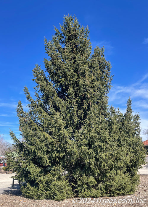 A maturing Norway Spruce with a strong pyramidal form going to the ground, it has drooping needles and branches. A blue sky is in the background.