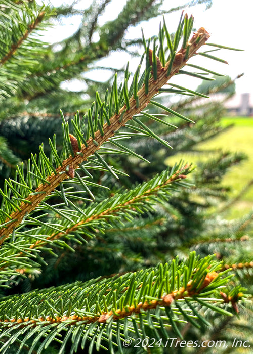 Closeup of dark green sharp needles.