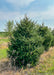 A Norway Spruce in the nursery with green needles. A blue cloudy sky in the background.