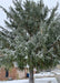 A large mature Norway Spruce in winter with snow on its long dropping branches and needles. A brick home, garage, and snow on the ground in the background.