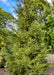 A newly planted Norway Spruce in a backyard landscape bed near a fence. Other trees and a blue sky in the background.