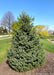 Black Hills spruce planted in a berm along a pond and walking path in a subdivision.