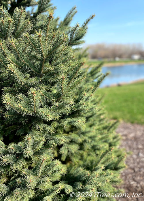 Closeup of Black Hills Spruce needles seen on the lefthand side with a blurred out view of the pond in the background.