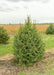 Black Hills Spruce with dark green needles growing in a nursery row.