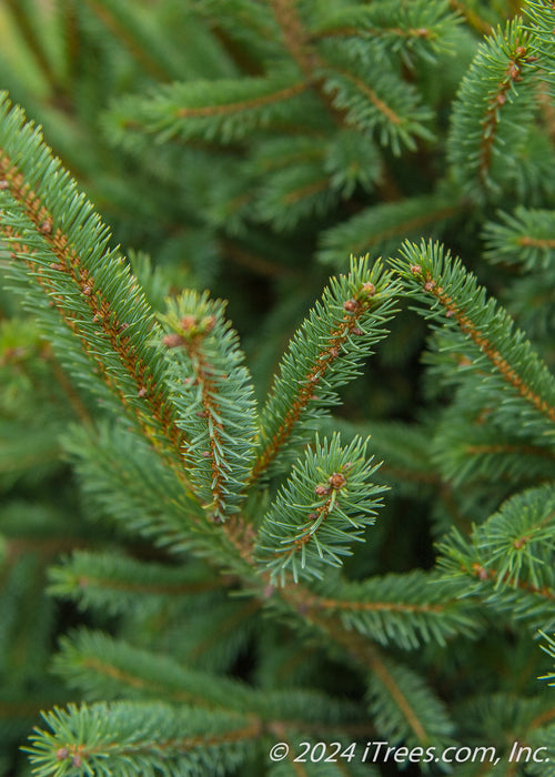 Closeup of dark green needles.