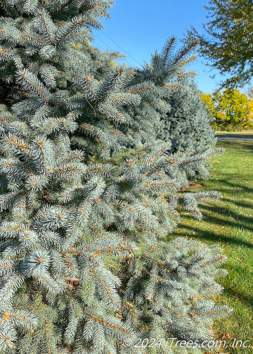 Closeup of blueish-green needles.