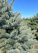 Closeup of the top of the trees canopy of blueish-green needles.