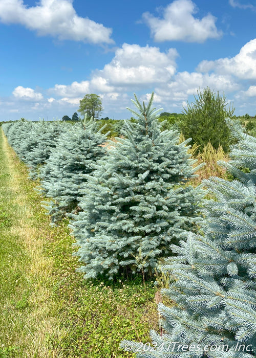 A row of Fat Albert spruce in the nursery.