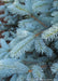 Closeup of silvery blue needles.