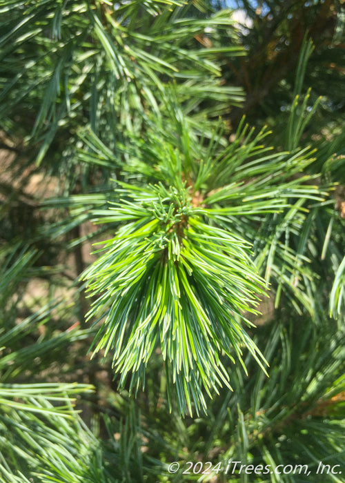 Closeup of needles.