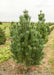 A row of Vanderwolf Pine at the nursery.