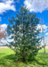 A maturing Vanderwolf Pine planted in an open area of a yard.