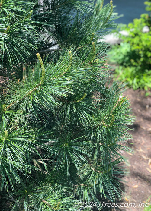 Closeup of blueish-green needles.