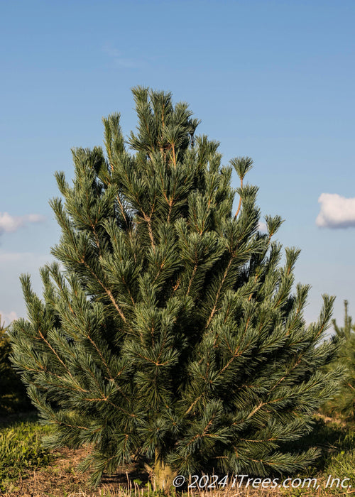 Vanderwolf's Pine at the nursery.