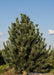 Vanderwolf's Pine at the nursery.