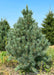 Vanderwolf's Pyramid Pine at the nursery.