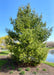 A maturing White Pine tree planted along a retaining pond in a subdivision.