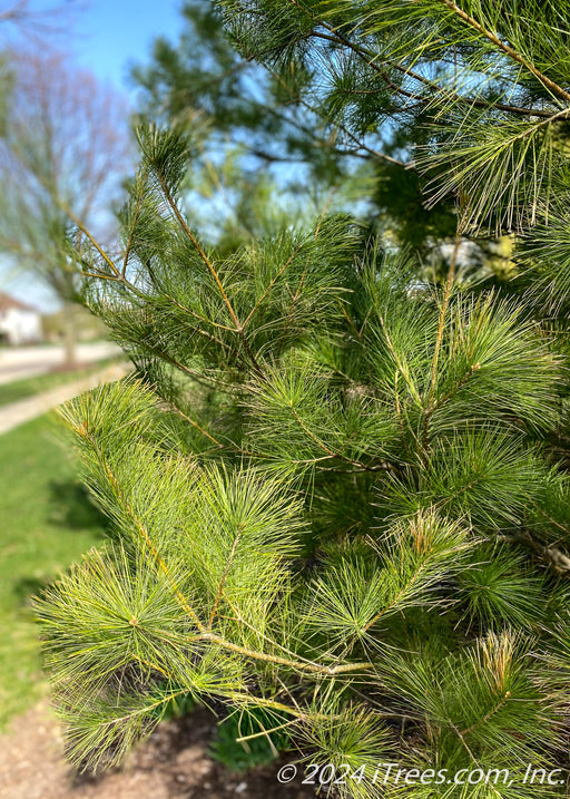 Closeup of dark green long needles