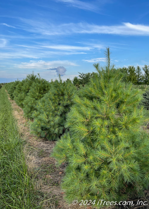 A row of White Pine at the nursery.