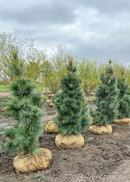 Three Domingo White Pine trees in the nursery's yard with dark blueish-green needles.