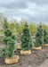 Three Domingo White Pine trees in the nursery's yard with dark blueish-green needles.