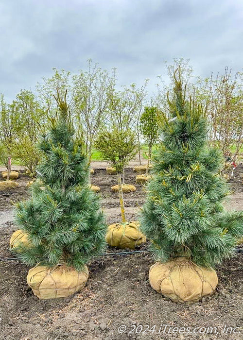 Two Domingo White Pine trees in the nursery's yard with dark blueish-green needles.