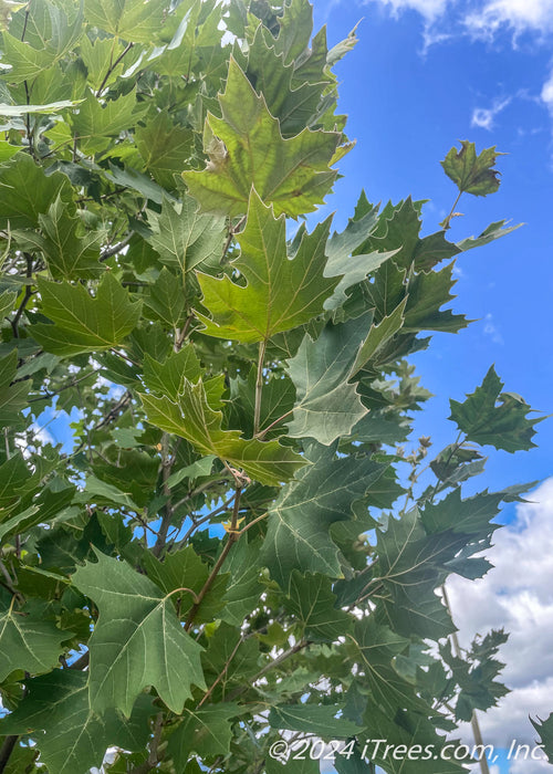 View looking up at leaves.