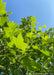 Closeup of underside of green leaves.