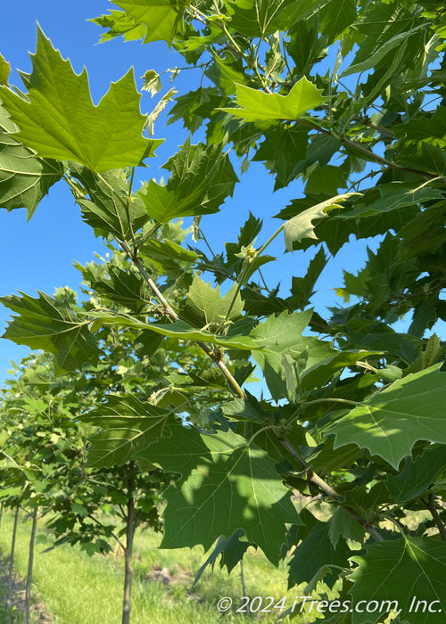 Closeup of rich green leaves. 