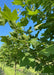 Closeup of rich green leaves. 