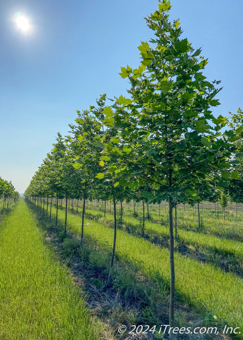 A row of Exclamation London Planetree with green leaves. 