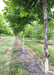 A row of london planetree grow in the nursery, view of lower canopy and closeup of peeling bark.