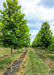 Tow rows of london planetrees grow in the nursery.