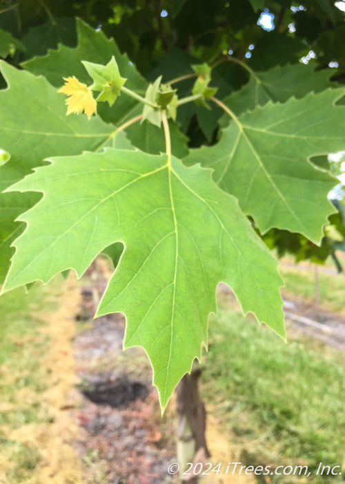 Closeup of newly emerged bright green leaves.