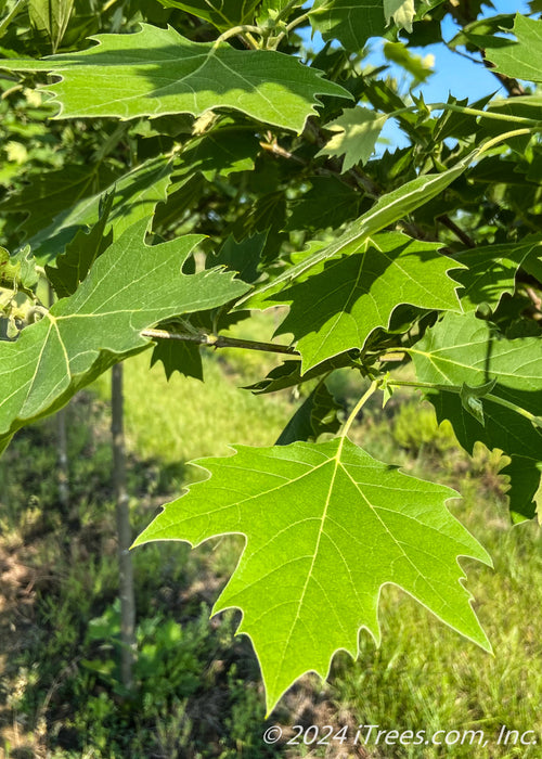 Closeup of bright green leaves.