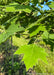 Closeup of bright green leaves.