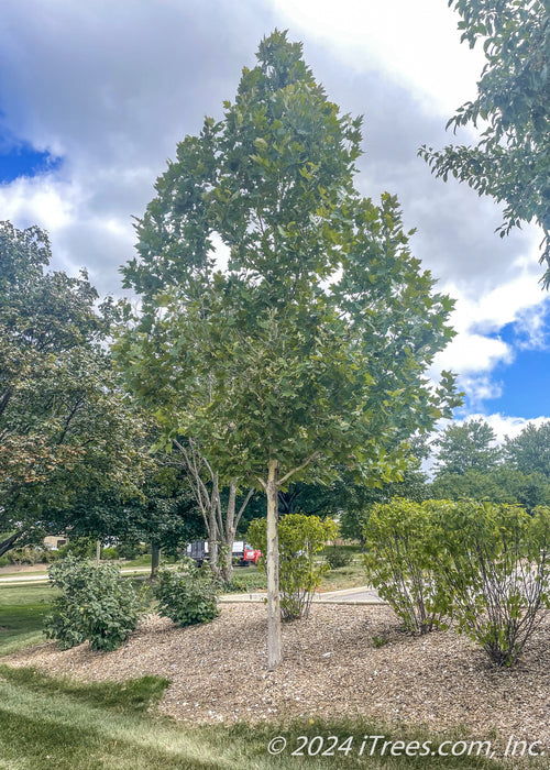 Exclamation London Planetree planted in a berm along a parking lot.