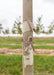 Closeup of smooth grey trunk with brown shedding bark.