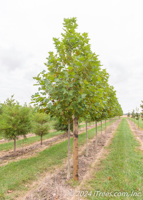 A london planetree in the nursery with a large ruler standing next to it to show its canopy height measured at about 5 ft.