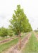 A london planetree in the nursery with a large ruler standing next to it to show its canopy height measured at about 5 ft.