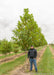 London planetree in the nursery with a person standing nearby to show its height, shoulder at lower branch.