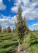 A row of Swedish Columnar Aspen at the nursery with green leaves.