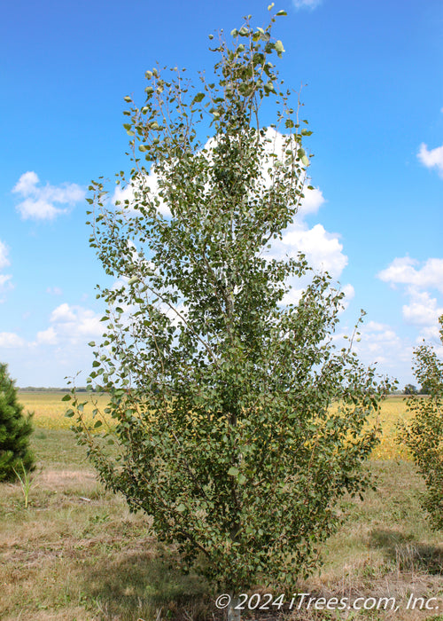 Quaking Aspen at the nursery with green leaves and a white trunk.