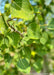 Closeup of greenish-yellow leaves.